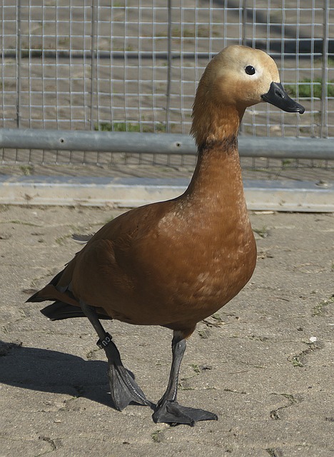 个赛季